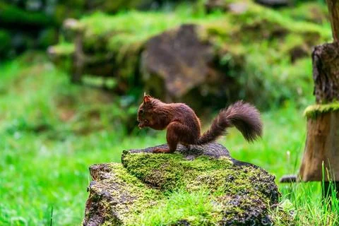 Red Squirrel (Sciurus vulgaris) Stock Photos