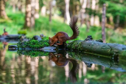 Red Squirrel (Sciurus vulgaris) Foto stock