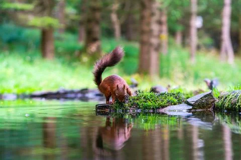 Red Squirrel (Sciurus vulgaris) Stock Photos