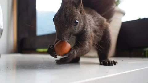 Red squirrel (Sciurus vulgaris) picking up a hazelnut placed on a table Stock Footage 135611545