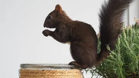 Red squirrel (Sciurus vulgaris) picking up a nut placed in a container Stock Footage 135611612