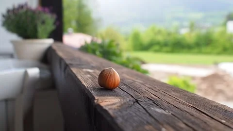 Red squirrel (Sciurus vulgaris) picking up a hazelnut placed on a balcony Video stock 135611714