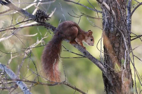 Red squirrel (Sciurus vulgaris) on a pine branch with a blurred background Stockfoto's
