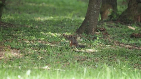 Red squirrel - Sciurus vulgaris running on grass Stock Footage 278087672