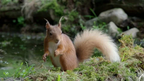 Red Squirrel (Sciurus vulgaris), Scotland Video stock 157928375