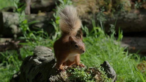 Red Squirrel (Sciurus vulgaris), Scotland Video stock 157928568