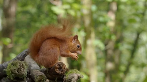 Red Squirrel (Sciurus vulgaris), Scotland Video stock 243206299
