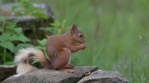 Red squirrel (Sciurus vulgaris) Scotland Stock Footage 245255705