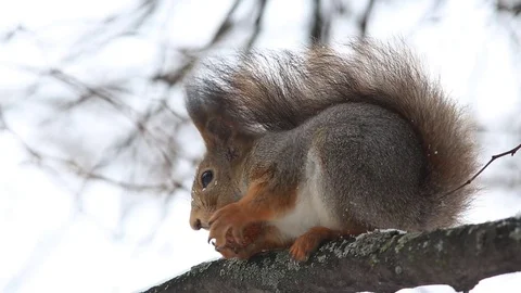 Red squirrel (Sciurus vulgaris) sits on a branch and eats a nut Stock-Footage 70718155