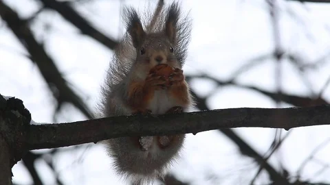 Red squirrel (Sciurus vulgaris) sits on a branch and eats a nut Stock-Footage 70825800