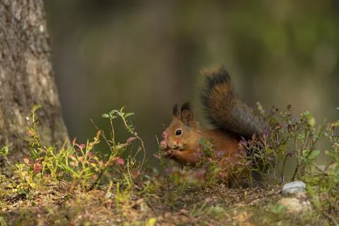 The red squirrel, Sciurus vulgaris, sitting in the scandinavian forest. Squir Stock Photos