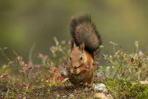 The red squirrel, Sciurus vulgaris, sitting in the scandinavian forest. Squir Stock Photos