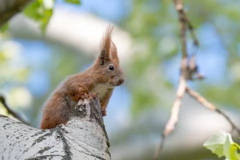 Red squirrel (Sciurus vulgaris) sitting Stock Photos
