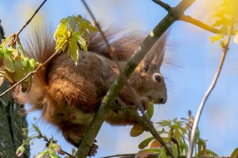 Red squirrel (Sciurus vulgaris) sitting Stock Photos