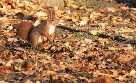 Red squirrel, Sciurus vulgaris. A squirrel sits on the ground among fallen .. Foto stock
