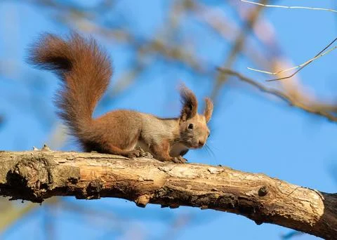 Red squirrel, Sciurus vulgaris. A squirrel sits on a tree branch Stock-Fotos