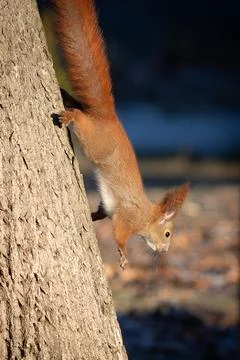 Red squirrel, Sciurus vulgaris. A squirrel is climbing down the trunk of a tr Fotos Stock