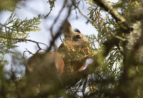 Red squirrel, Sciurus vulgaris. A squirrel sits on top of a tree, eating seed Stock Photos