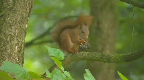 Red squirrel (sciurus vulgaris) on tree branch eats a hazelnut Stock Footage 33641955