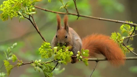 Red squirrel Sciurus vulgaris with tufted ears feeding on buds Video stock 141801000