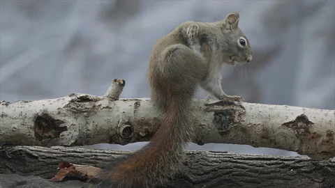 Red squirrel scratching while on a branch, slomo, 2k Stock-Footage 166256020