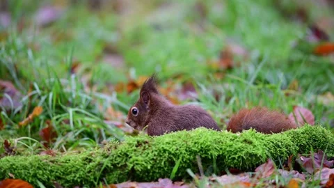 Red squirrel searches for nuts in a forest meadow and runs away with a nut Stock Footage 260324989