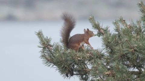 Red Squirrel Searching Food In Tree - Wildlife Animals Telephoto - Sweden Nature Stock Footage 119421344