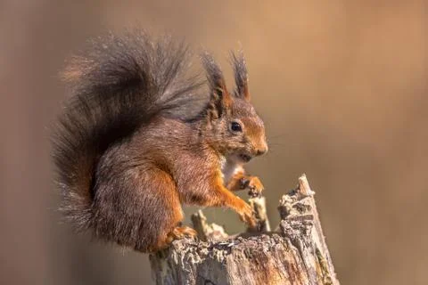 Red squirrel seated on trunk Stock Photos