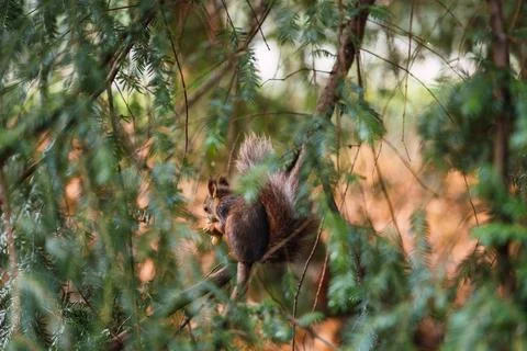 Red squirrel seen from the back beginning. Sciurus vulgaris. Campo Grande Stock Photos