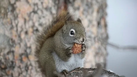 Red Squirrel shelling a pine cone Stock Footage 77761655