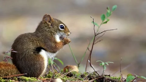 Red Squirrel side view eating a peanut in fall Stock Footage 217387828