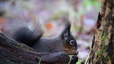 Red squirrel sits behind the dead wood and searches for food Stock Footage 267741395