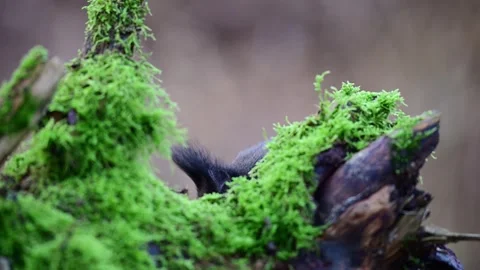 Red squirrel sits behind on dead wood with moss and searches for food Stock Footage 267741886