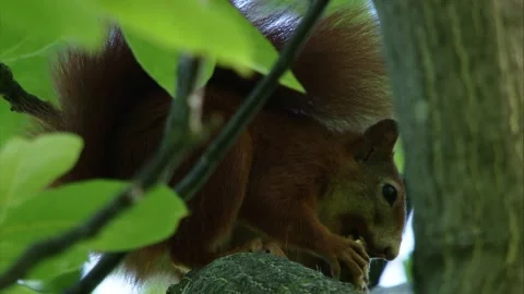 Red squirrel sits on branch and eats Stock Footage 311364345