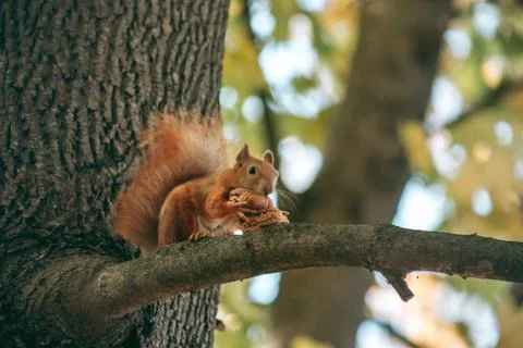 Red squirrel sits on a branch and eats a nut in the autumn forest Stock Photos