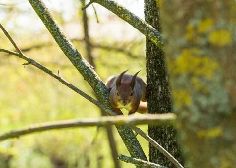 A red squirrel sits on a branch Stock-Fotos