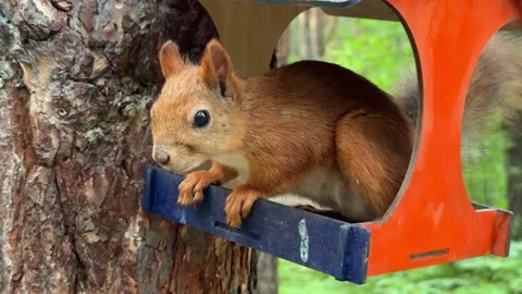 A red squirrel sits in a colorful feeder on a pine tree. 4K footage Stock Footage 340958348