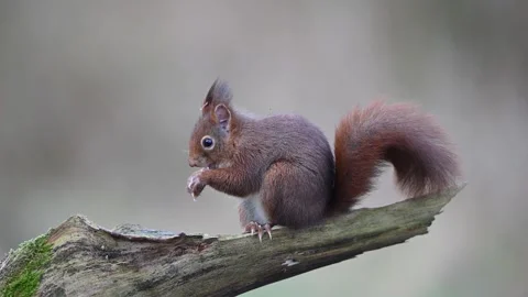 Red squirrel sits on a dead branch and eats a nut Stock Footage 308579491