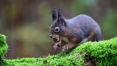 Red squirrel sits on dead wood with moss with a nut in its mouth Video stock 260321665
