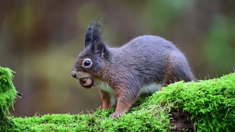 Red squirrel sits on dead wood with moss with a nut in its mouth Stock Footage 260321684