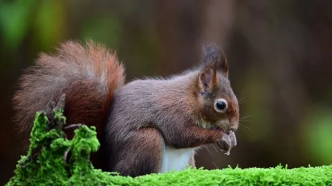 Red squirrel sits on dead wood with moss and cleans its front feet Stock Footage 260321823