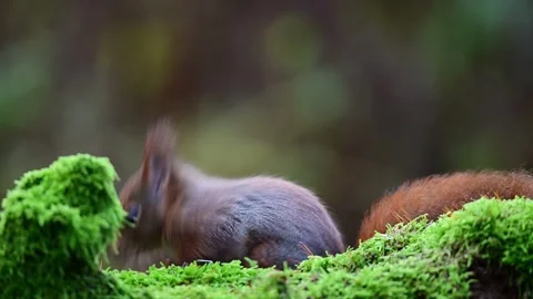 Red squirrel sits on dead wood with moss and searches for food Stock Footage 260325072