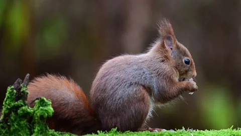 Red squirrel sits on dead wood with moss and searches for food Stock Footage 267737294