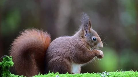 Red squirrel sits on dead wood with moss and eats sunflower seeds Stock Footage 267739610