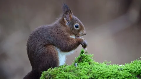 Red squirrel sits on dead wood covered with moss and eats a hazelnut Stock Footage 267740495