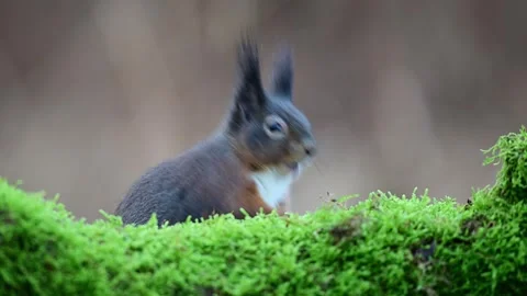 Red squirrel sits on dead wood with moss and searches for food Stock Footage 267741645