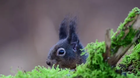 Red squirrel sits on dead wood with moss and searches for food Stock Footage 267742991