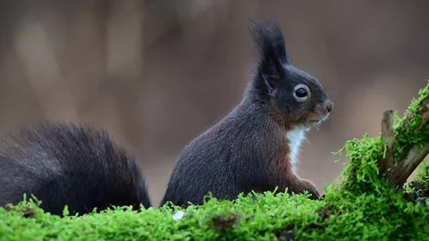 Red squirrel sits on dead wood with moss  search feed and watch Stock Footage 267743323
