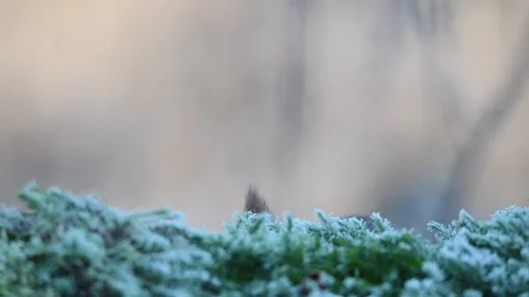 Red squirrel sits on dead wood with moss and searches for food Stock Footage 273602045