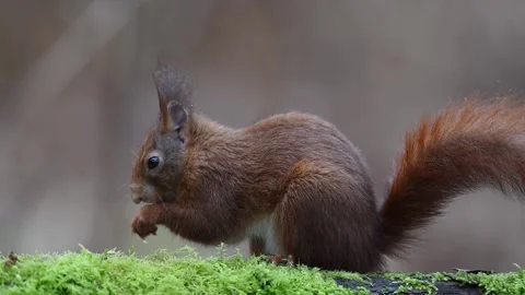 Red squirrel sits on dead wood covered with moss and searchs feed Stock Footage 273602830